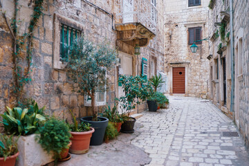 Ancient europian architecture. Pots with plant on a street in old town.