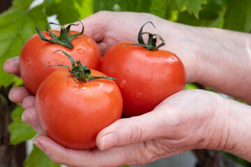 Manos con tres tomates rojos