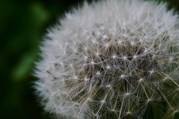 Obraz premium dandelion