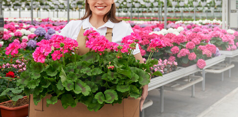 Close up of smiling woman in apron holding box full of red flowers in pots. Female worker seeding various plants at greenhouse. Gardening concept. 