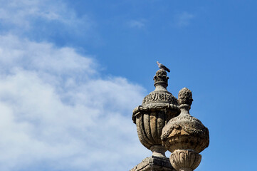 Fototapeta premium paloma