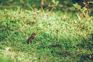 Female Variable seedeater feeding in the jungle grasses