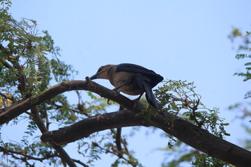 Marine Bird in Santa Marta, Colombian Caribbean
