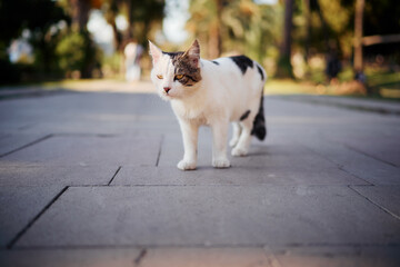 Kitty cat in the city park.