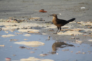 Marine Bird in Santa Marta, Colombian Caribbean