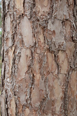 The surface of the bark of the pine