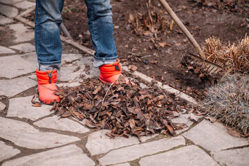 Cropped farmworker gathering old fallen autumn dry leaves, foliage and cleaning area using rake in...