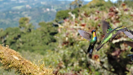 Hummingbirds in flight at the high altitude Paraiso Quetzal Lodge outside of San Jose, Costa Rica