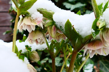 Schneerose mit Schnee bedeckt
