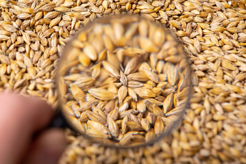 Looking on barley grain with magnifying glass. Concept of closer look on barley grain, studying it