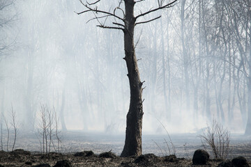 smoky burnt wood at spring
