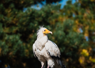 Portrait of a white Egyptian vulture bird