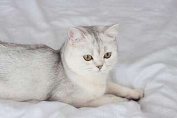 Fototapeta na wymiar the cat is lying on a white blanket