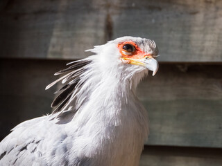 Close-up of a secretary bird or Sagittarius serpentarius