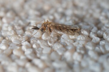 small insect Tipulidae on the wall