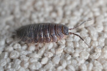 small Porcellio scaber on the wall