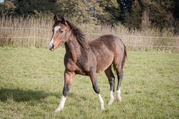 Obraz premium horse running