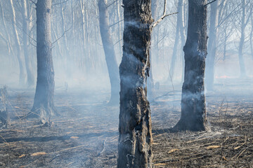 smoky burnt wood at spring