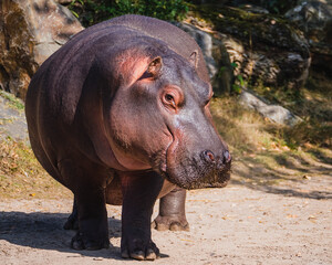 Frontal view of a mature giant hippo