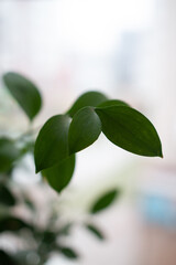 green leaves on a branch