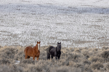 Wild Horses in the Idaho Desert Near Challis in Winter