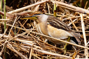Little bittern (Ixobrychus minutus), small heron resting in Doñana National Park, Huelva (Spain).