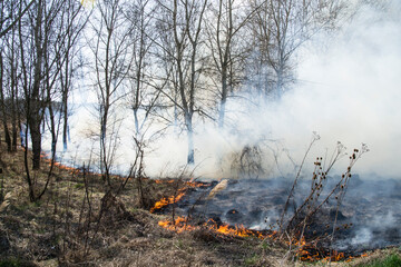 smoky burnt wood at spring