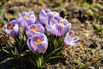 Bright crocus Pickwick and the bees in the spring