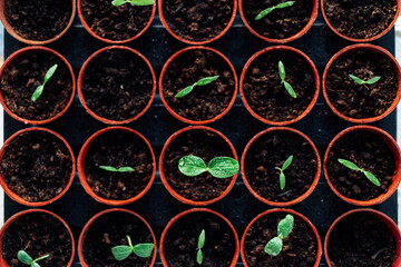 Top view growing seedlings in small pots. Plants seedling in greenhouse, horticulture and cultivation of plants. Home Grown cucumber sprouts. Soft selective focus,