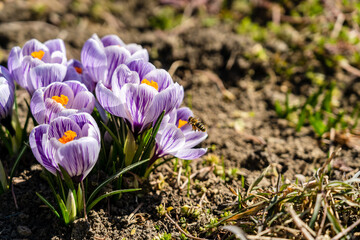 Bright crocus Pickwick and the bees in the spring