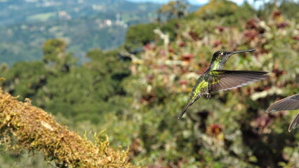 Talamanca hummingbird (Eugenes spectabilis) in flight at the high altitude Paraiso Quetzal Lodge outside of San Jose, Costa Rica