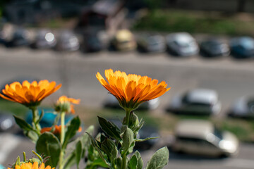the colors of the flowers bring joy in spring and summer, calendula flower with bee on deep orange...