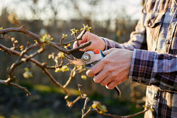 A gardener prunes a fruit tree on a sunny day