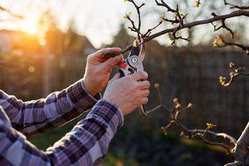 A gardener prunes a fruit tree at sunset - 497092937