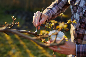 Orchardist treating a fruit tree with balsam 