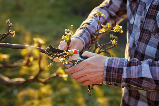 Close-up of a male gardener pruning a fruit tree 