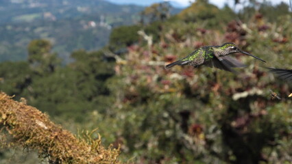 Female Talamanca hummingbird (Eugenes spectabilis) in flight at the high altitude Paraiso Quetzal...