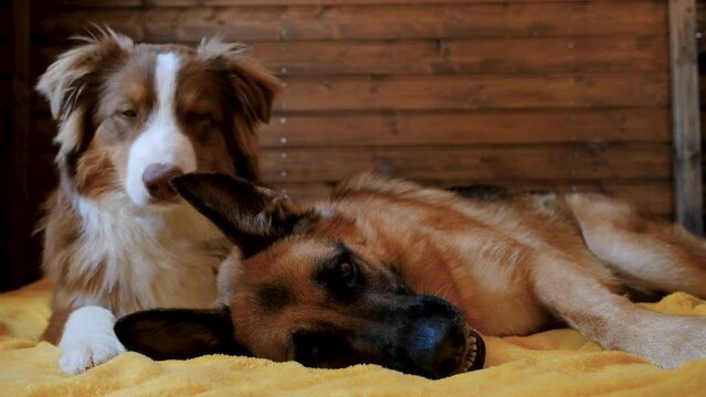 Two beautiful purebred dogs are resting on bed at home. Adult red German Shepherd and brown puppy Aussie best friends nearby. 4K footage slow motion.