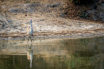 Goliath heron standing in the water.
