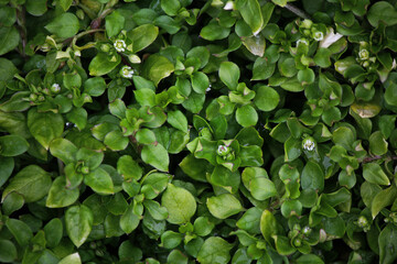 green leaves background