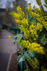 Photograph of a bush