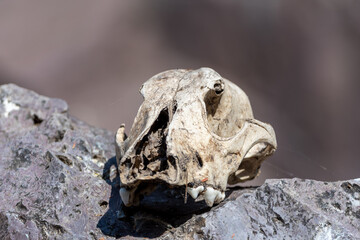 skeleton on rock