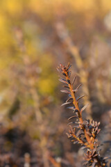 Podocarp Chocolate Box