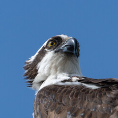 Osprey portrait