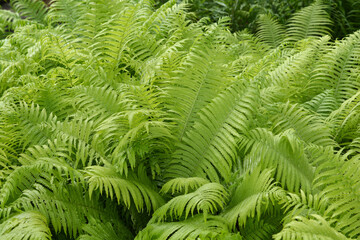 Ostrich fern