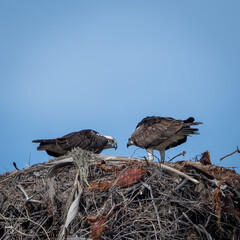 Osprey nest