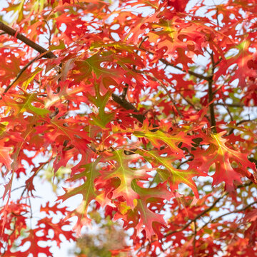 Quercus ellipsoidalis Nadel-Eiche, Berg-Eiche Blatt in Herbstf&auml;rbung