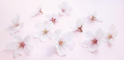 Fototapeta na wymiar 散らばる桜の花