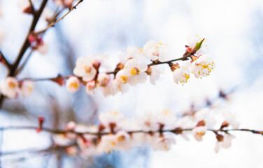 Apricot flowers blossoming on tree branches in spring on natural blurred background, blossom