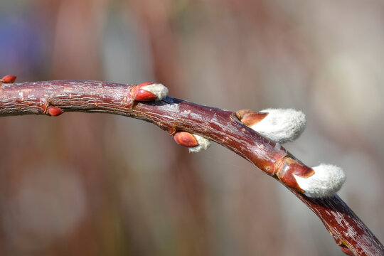 Kilmarnock Willow